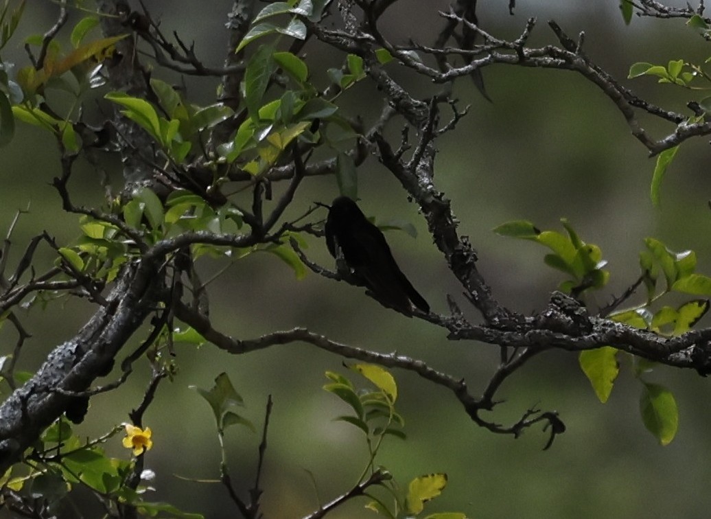 Black Metaltail - ML646946571