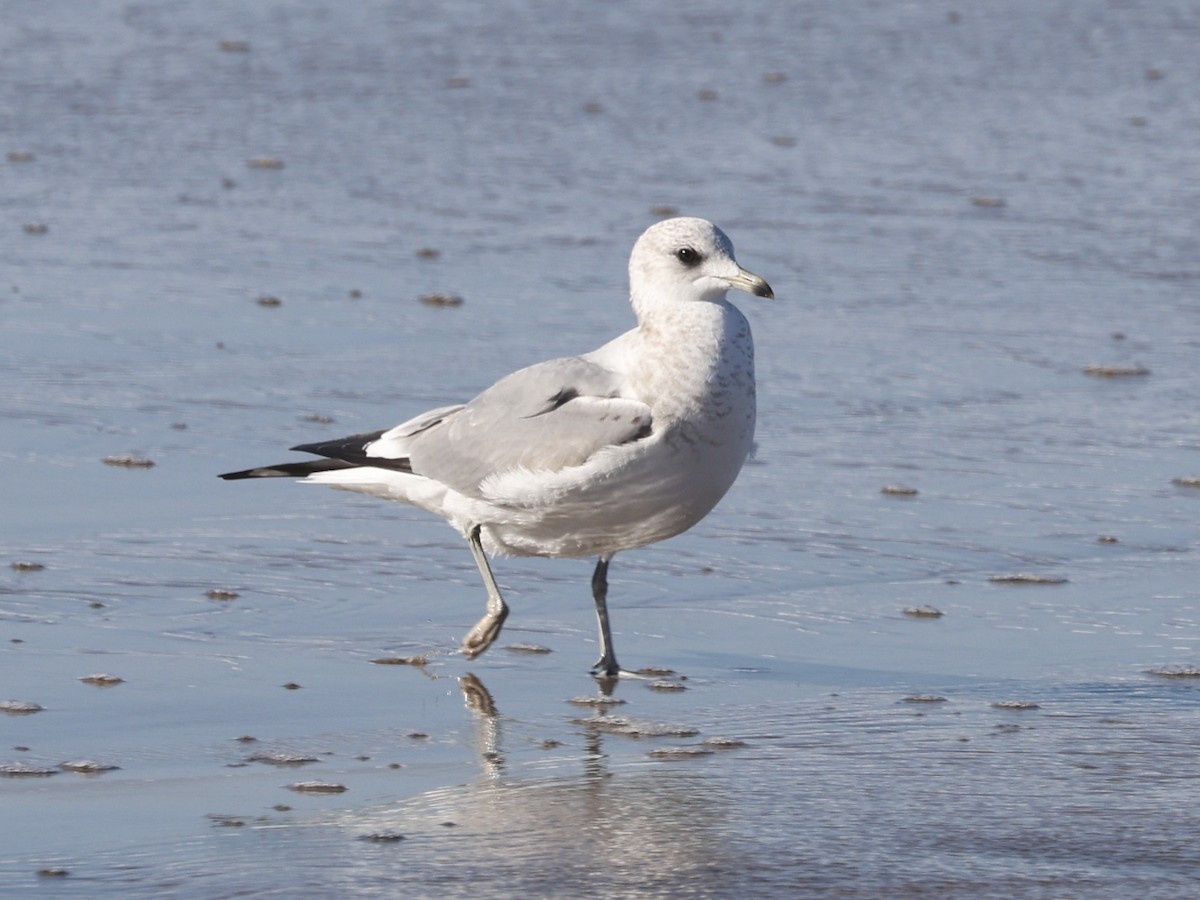 Short-billed Gull - ML646946572