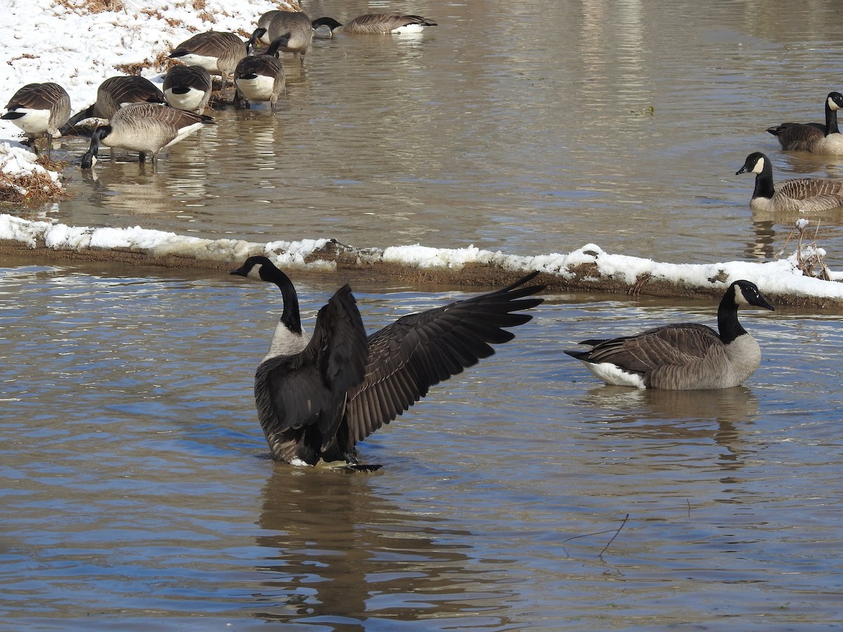 Canada Goose - ML646946575
