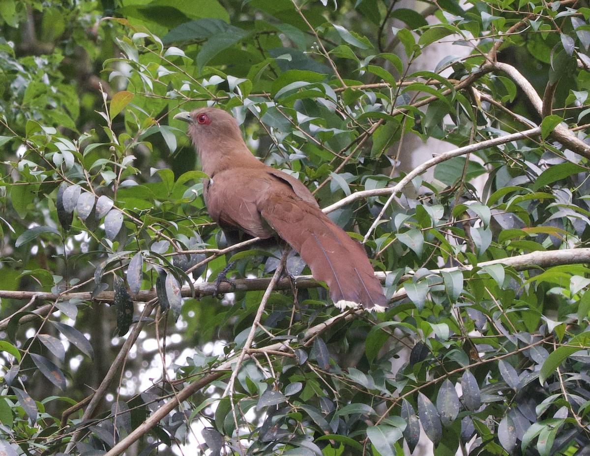Common Squirrel-Cuckoo - ML646946576