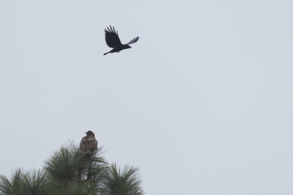 Red-tailed Hawk - ML646946579