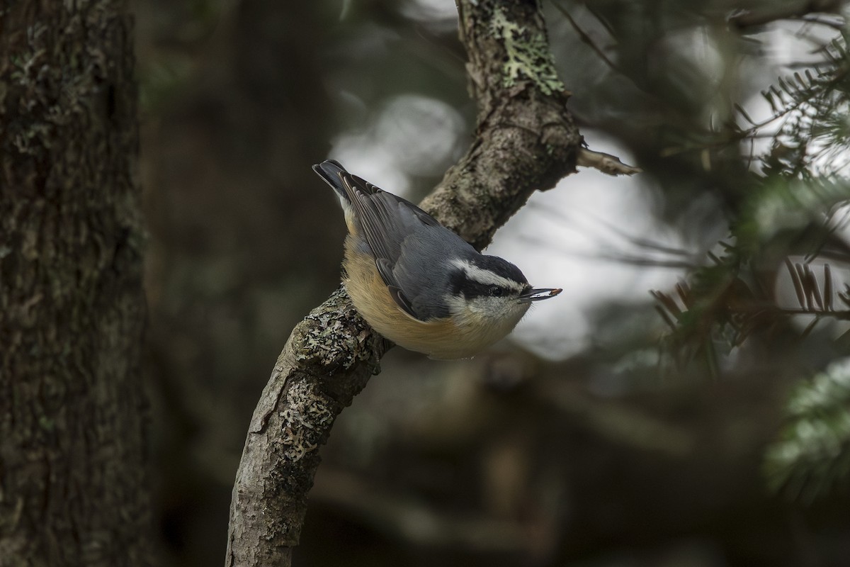 Red-breasted Nuthatch - ML646946580