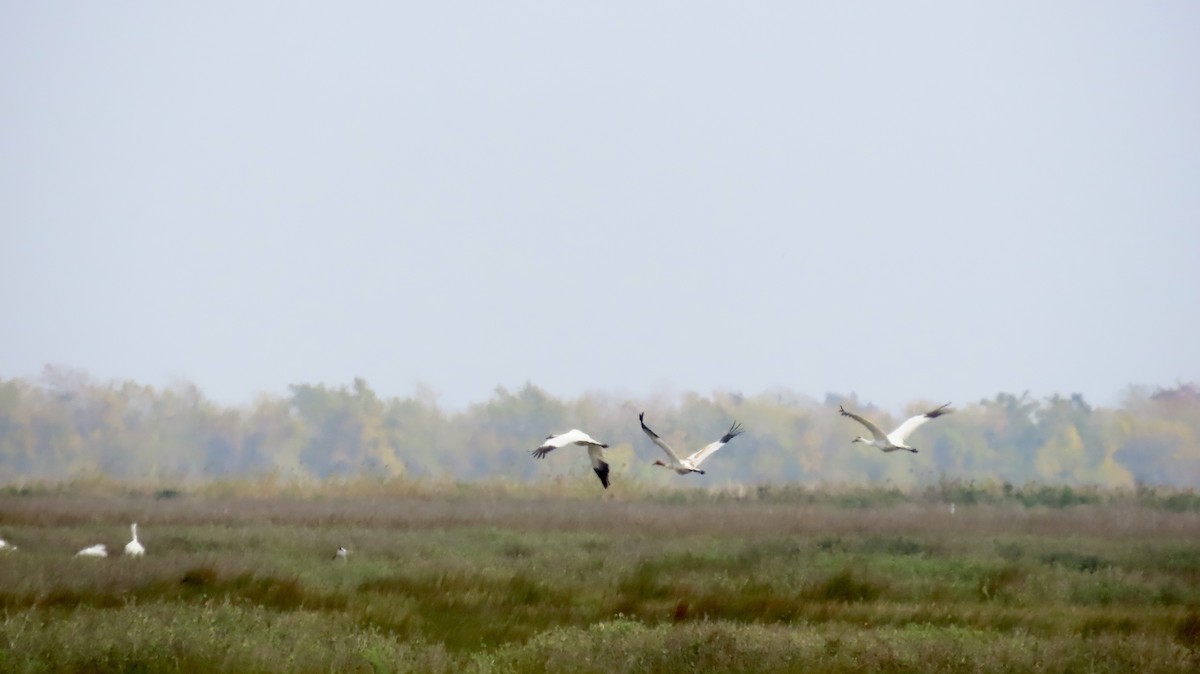 アメリカシロヅル - ML646946581