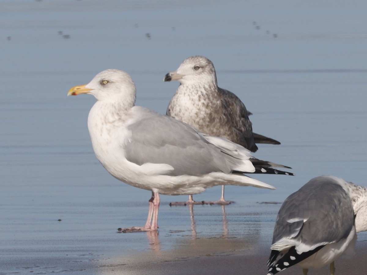 American Herring Gull - ML646946583