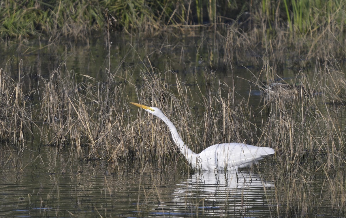 Grande Aigrette - ML646946585