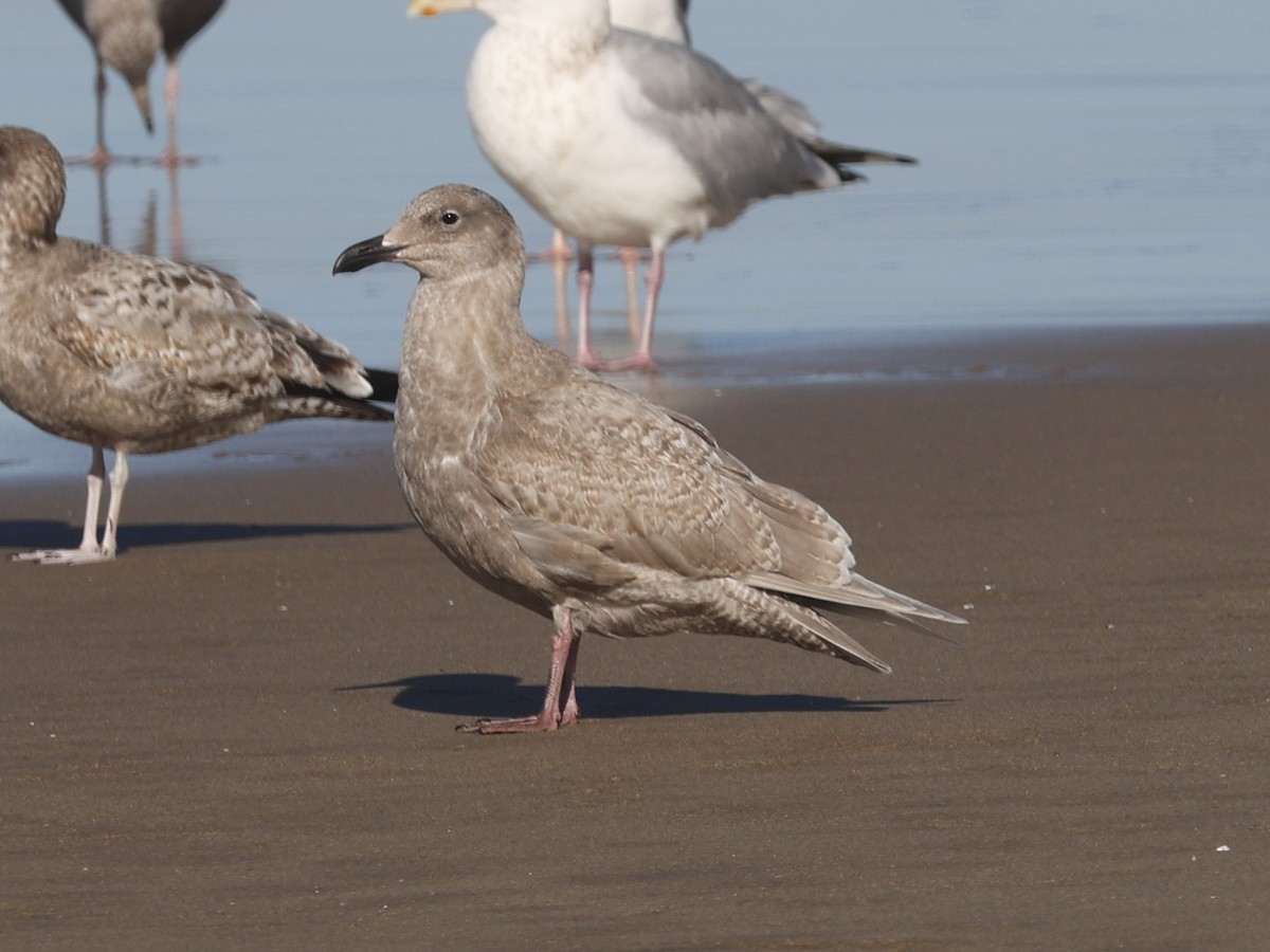 Glaucous-winged Gull - ML646946586