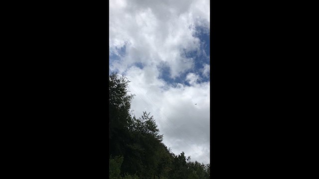 kondor andský - ML646946588