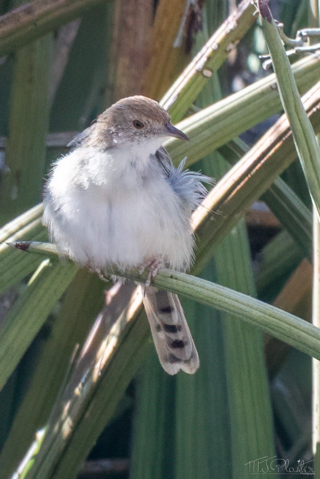 Cisticole grinçante - ML646946589