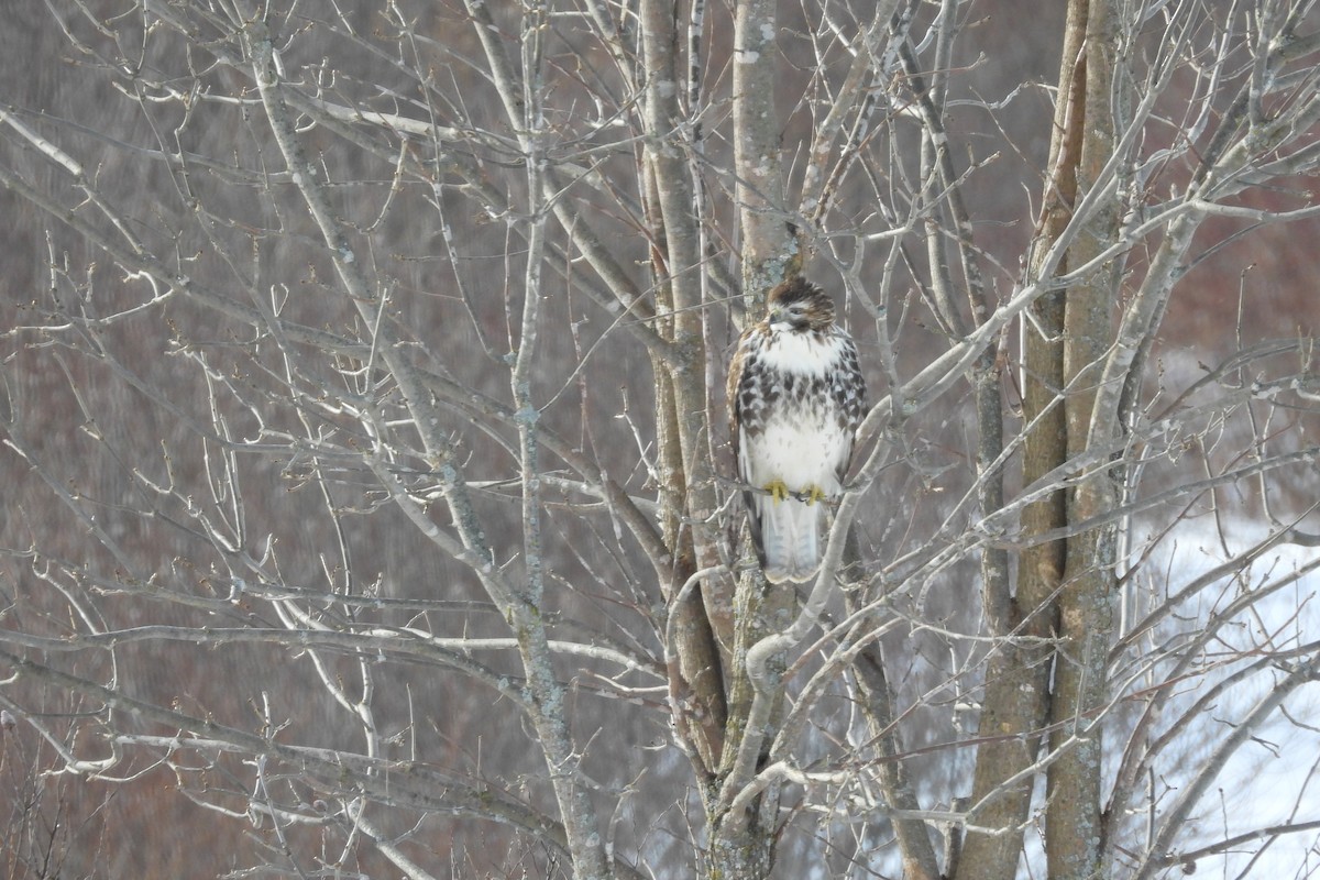 Red-tailed Hawk - ML646946590