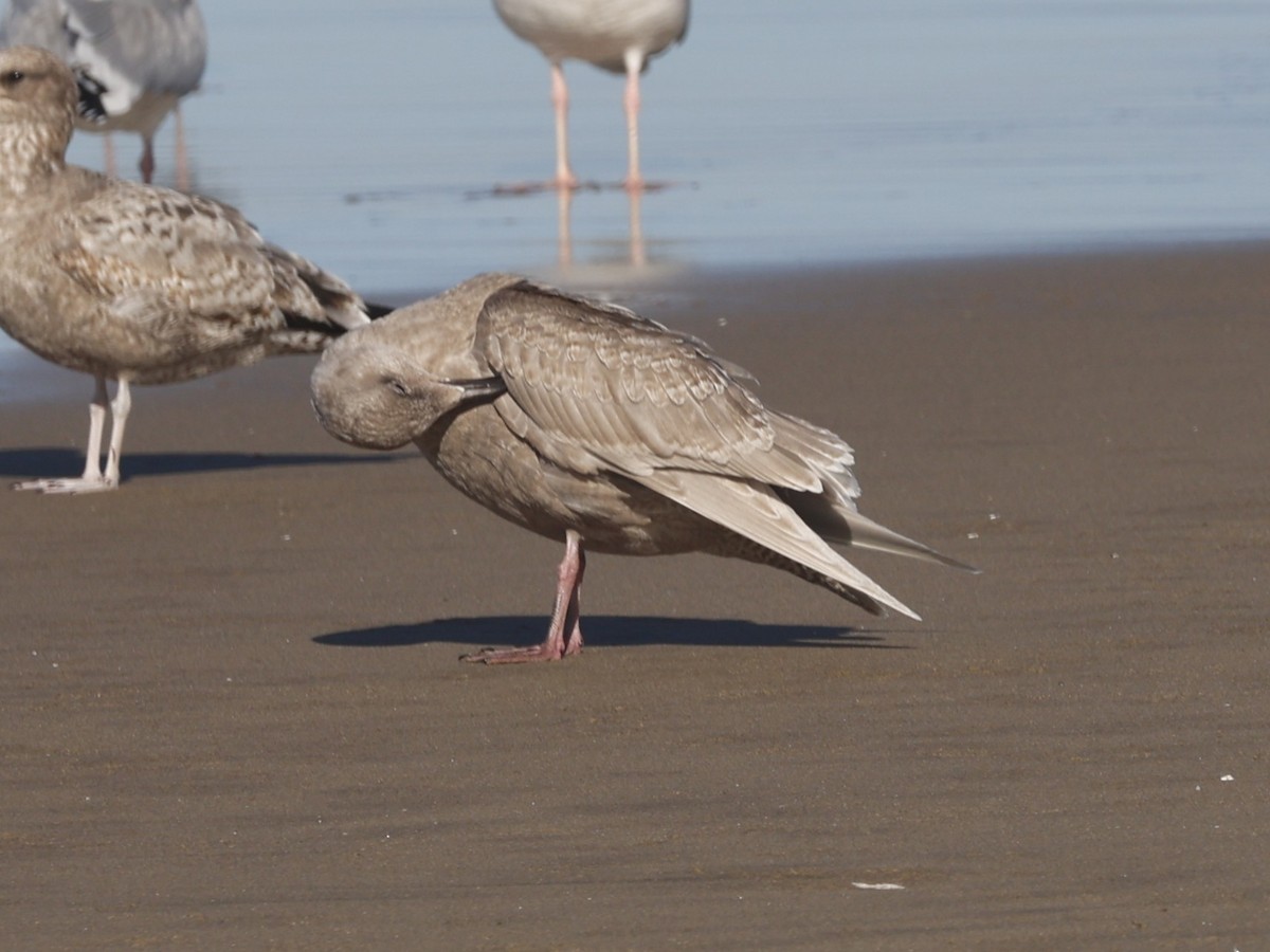 Glaucous-winged Gull - ML646946591