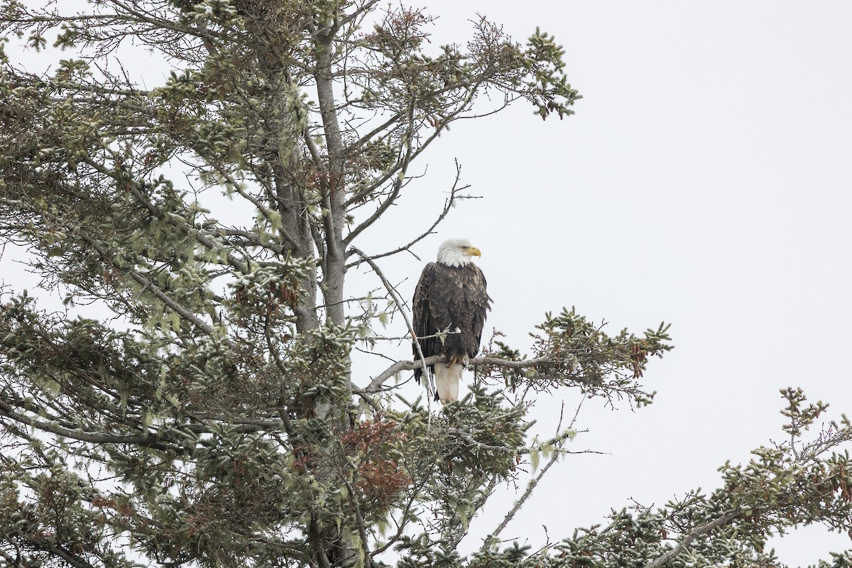 Bald Eagle - ML646946597