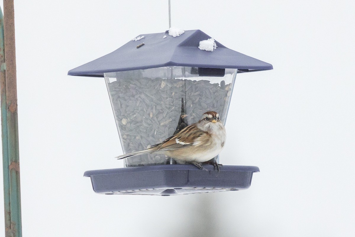 American Tree Sparrow - ML646946600