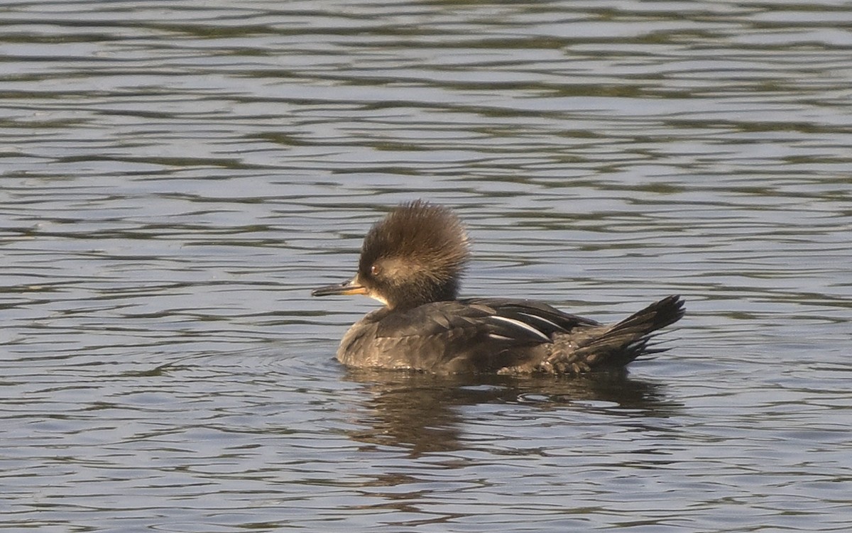 Harle couronné - ML646946602