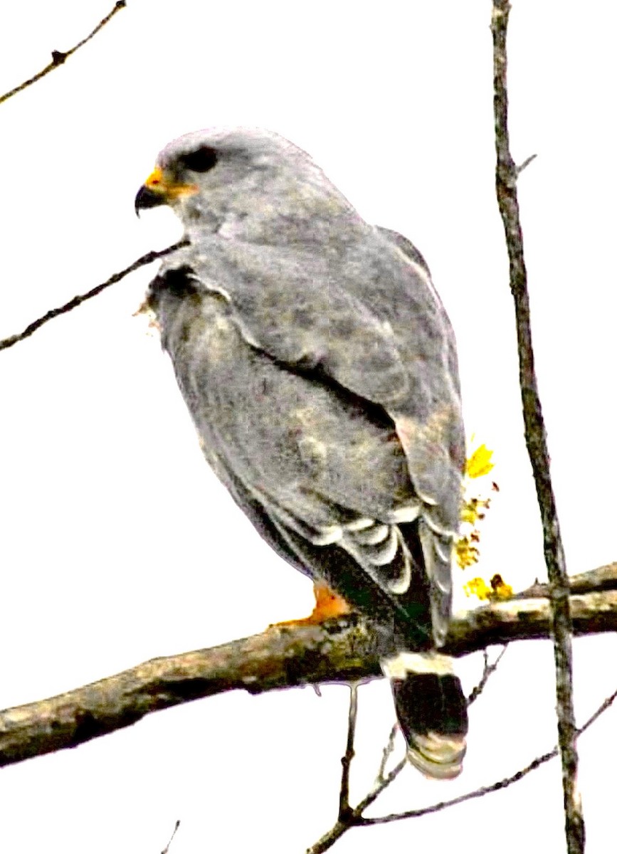 ミナミハイイロノスリ - ML646946603