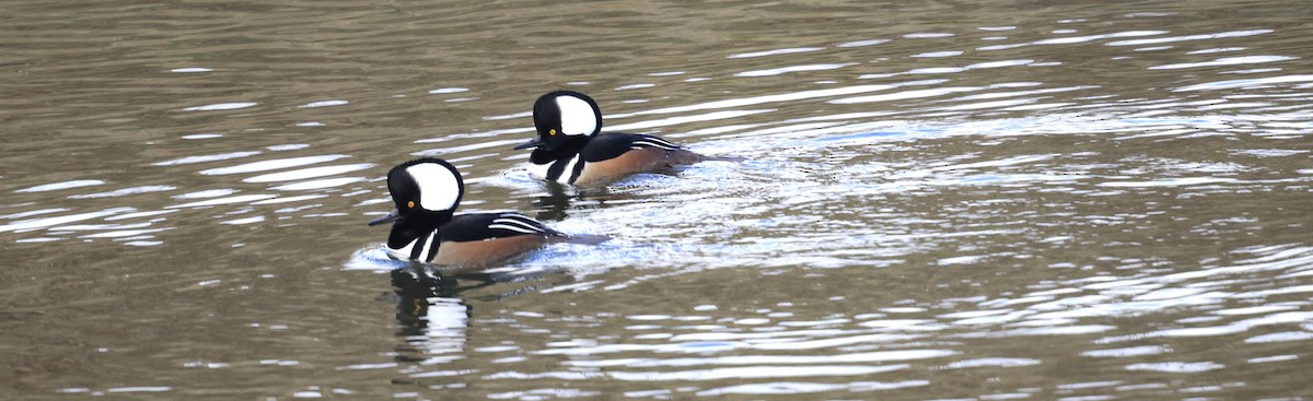 hjelmfiskand - ML646946607