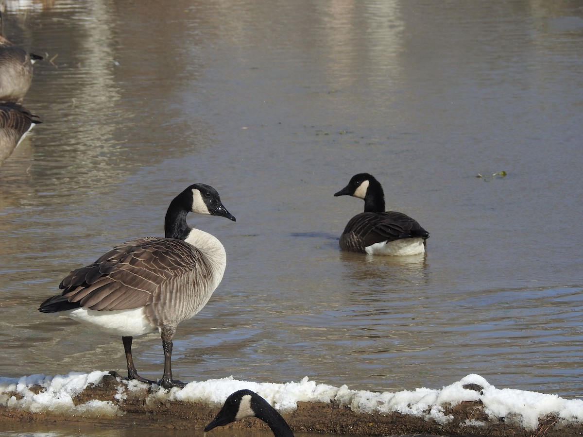 Canada Goose - ML646946609
