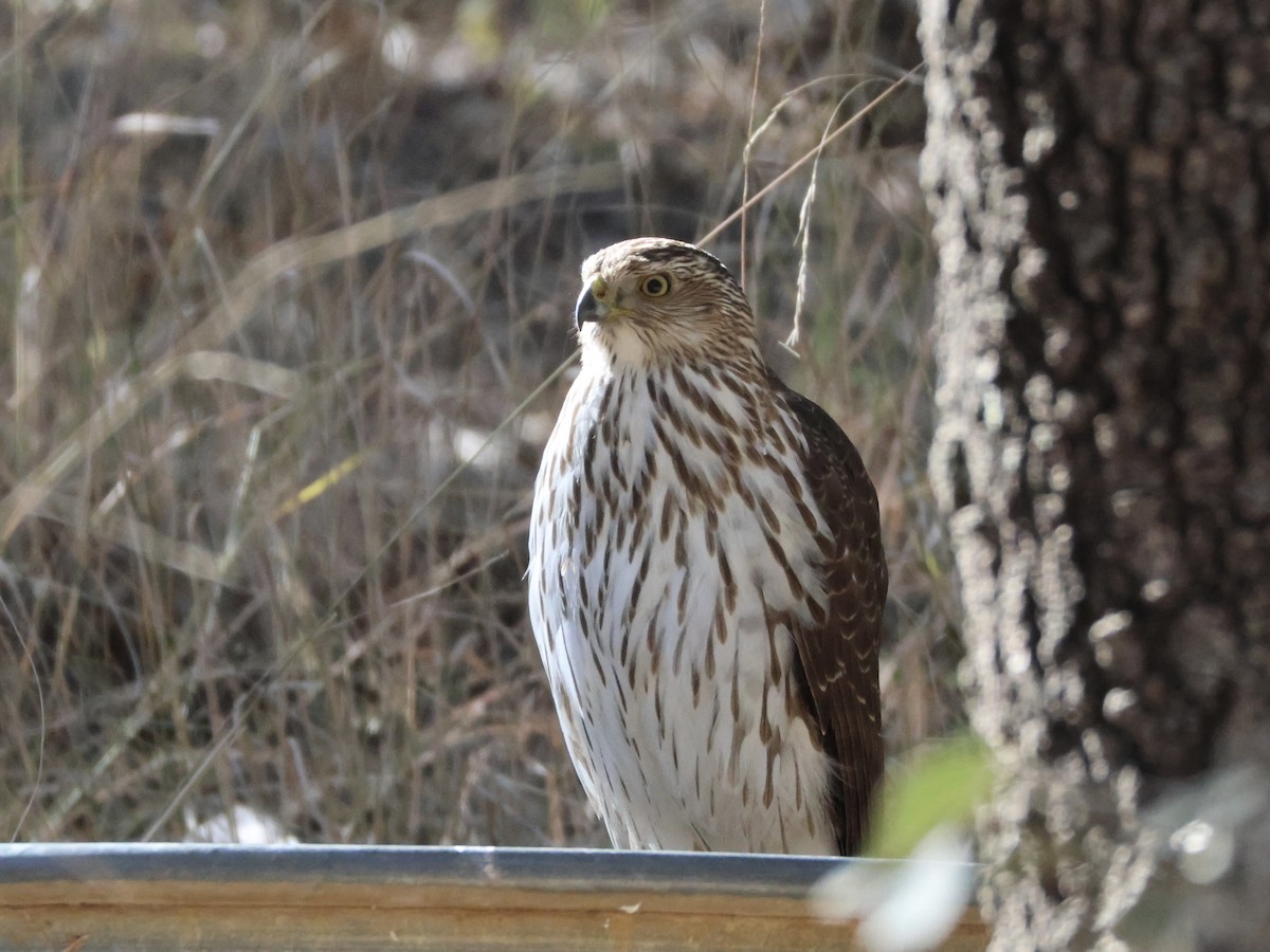 Cooper's Hawk - ML646946611