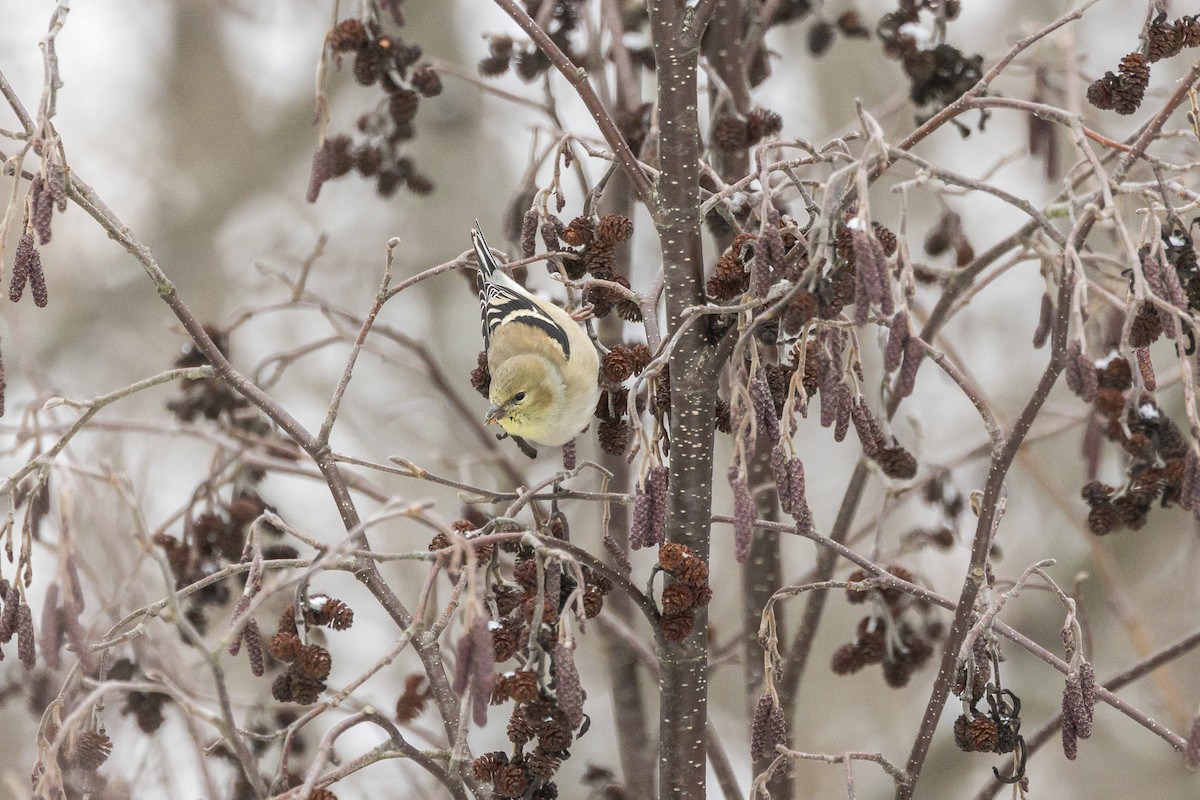 American Goldfinch - ML646946612
