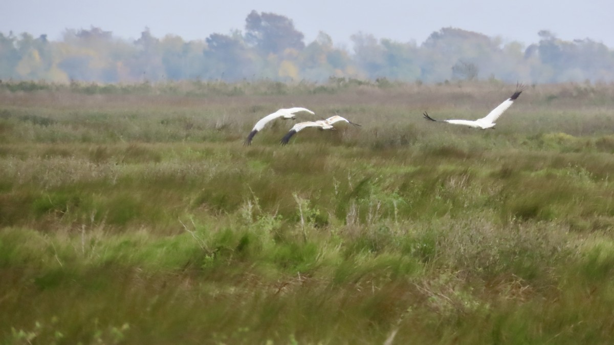 アメリカシロヅル - ML646946613