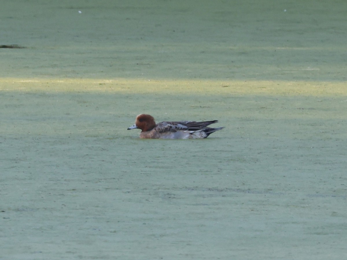 Eurasian Wigeon - ML646946615