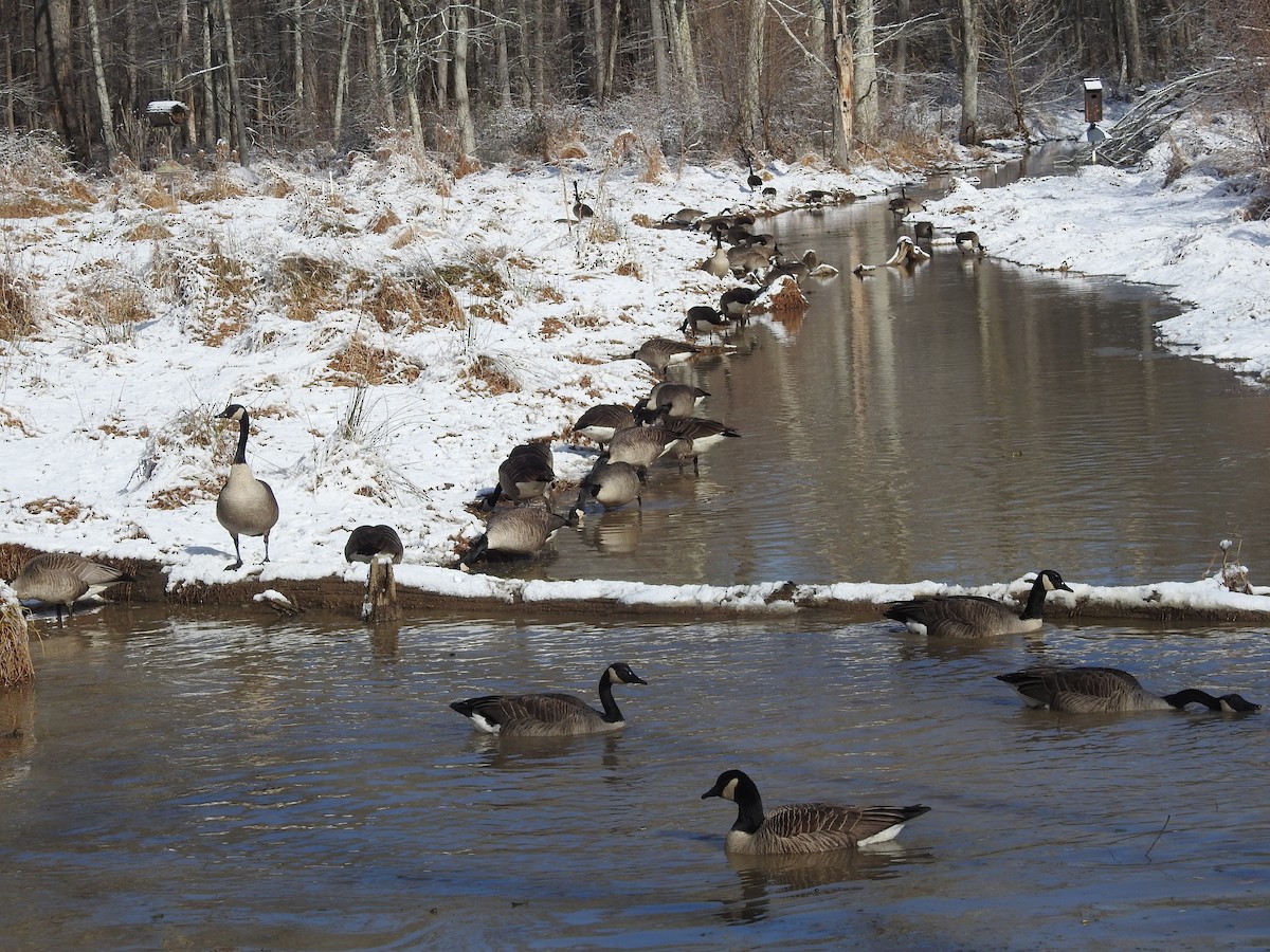 Canada Goose - ML646946616