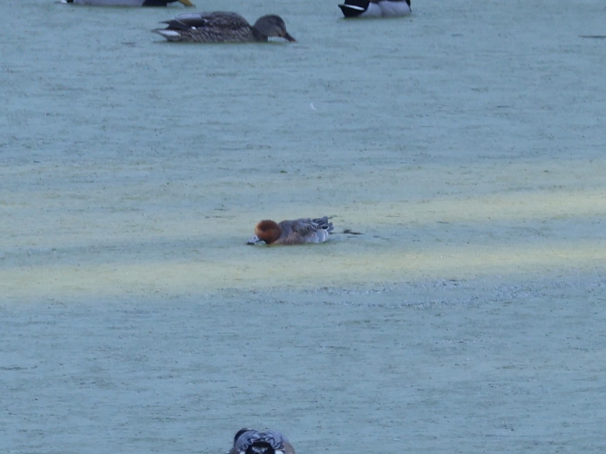 Eurasian Wigeon - ML646946618