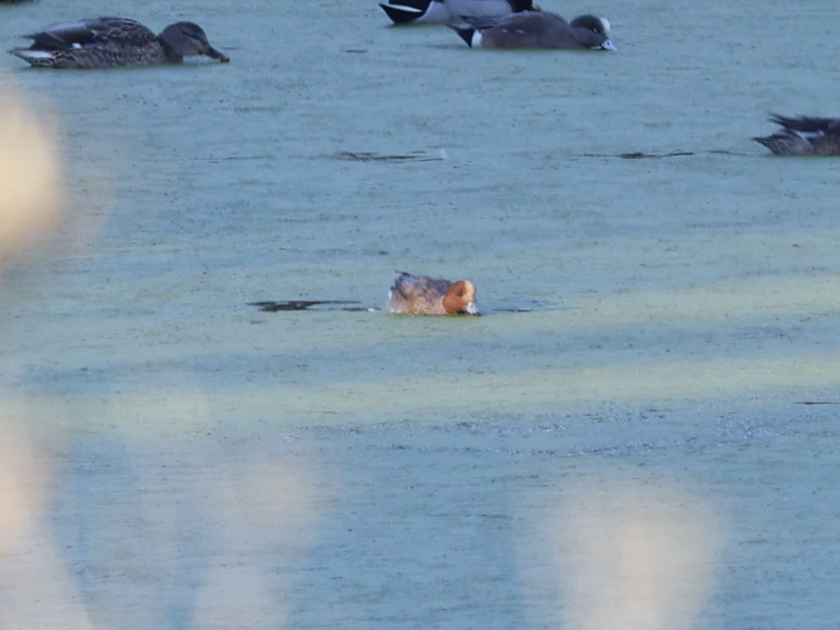 Eurasian Wigeon - ML646946619