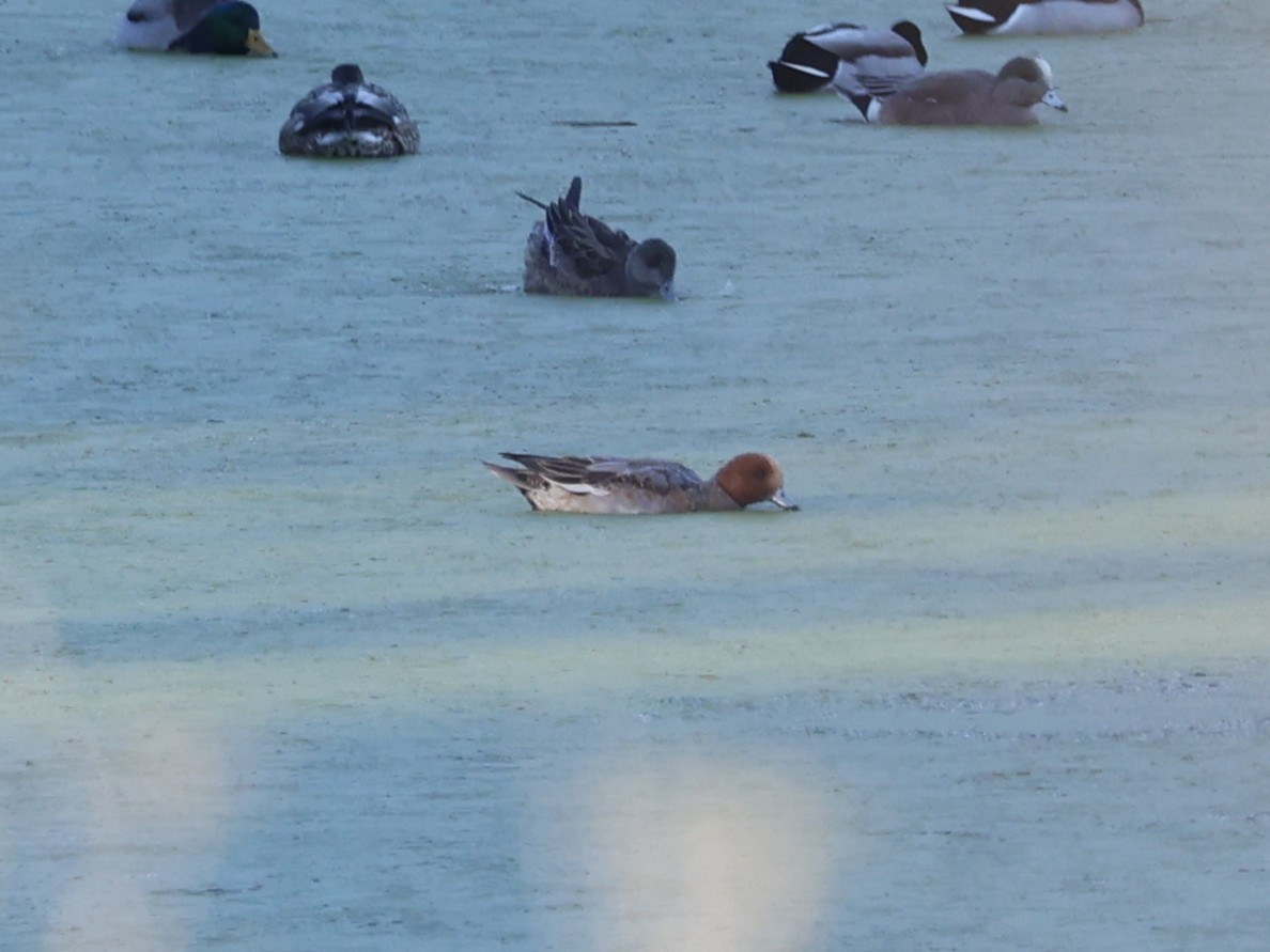 Eurasian Wigeon - ML646946621