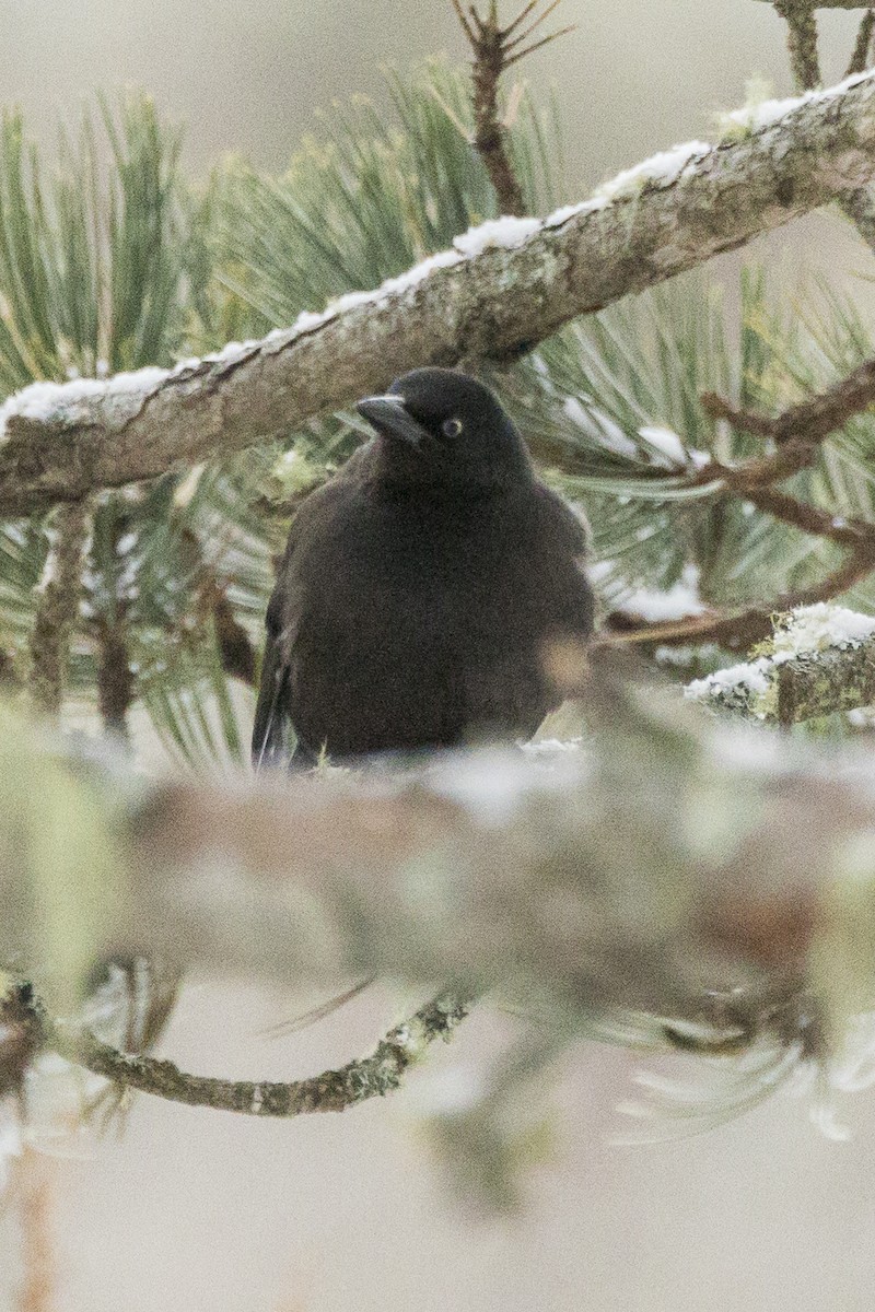 Common Grackle - ML646946622
