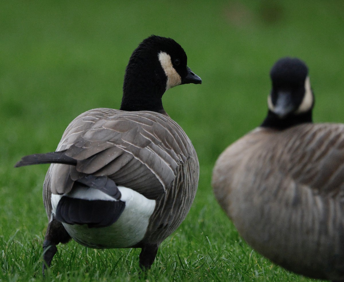 小加拿大雁 - ML646946624