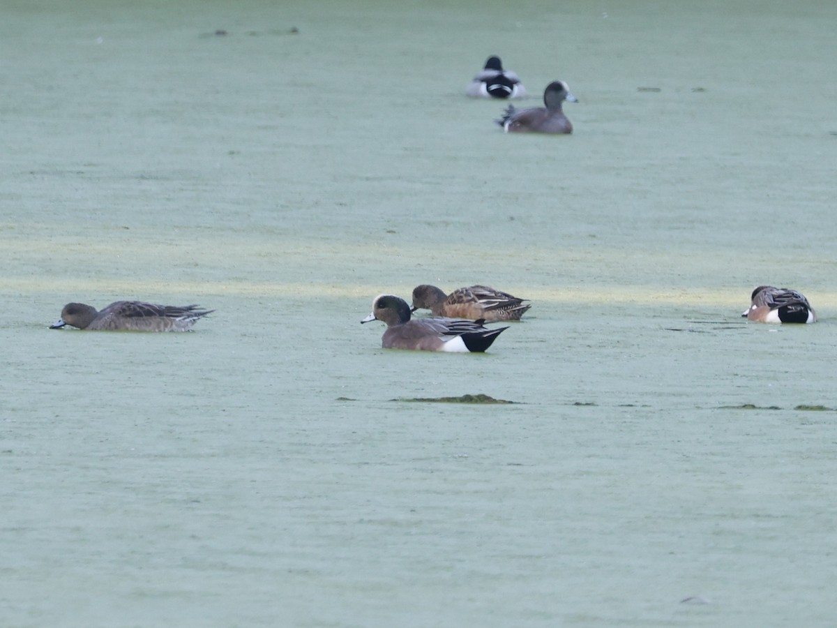 American Wigeon - ML646946625
