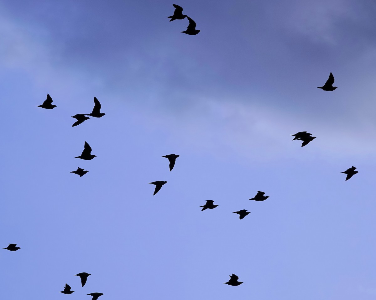 Yellow-throated Sandgrouse - ML646946626