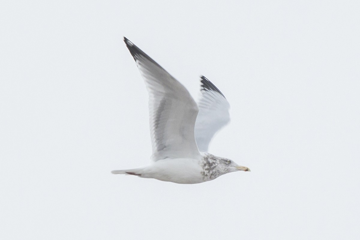 American Herring Gull - ML646946627