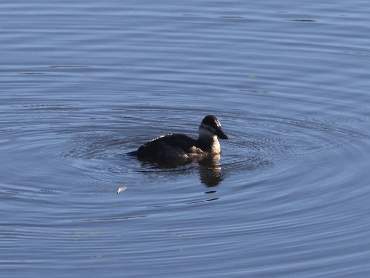 Ruddy Duck - ML646946628