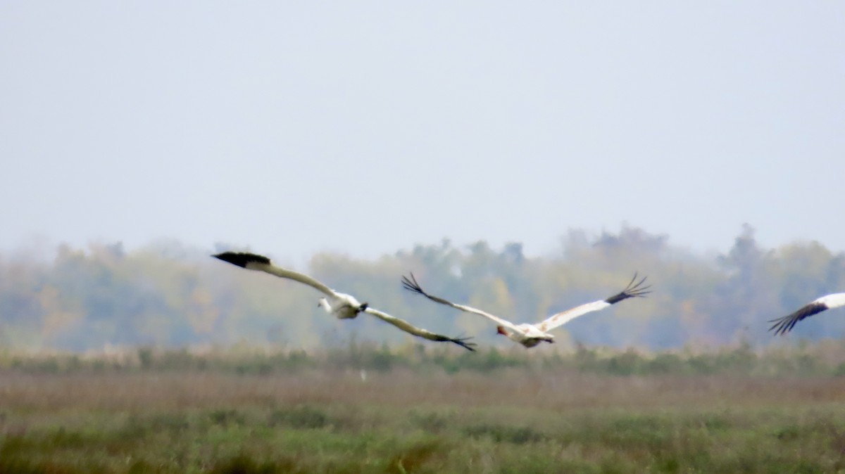 アメリカシロヅル - ML646946629