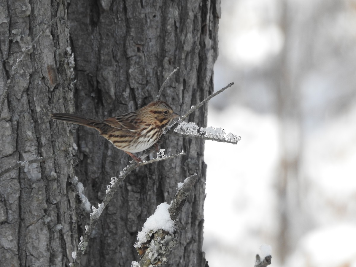 Song Sparrow - ML646946630