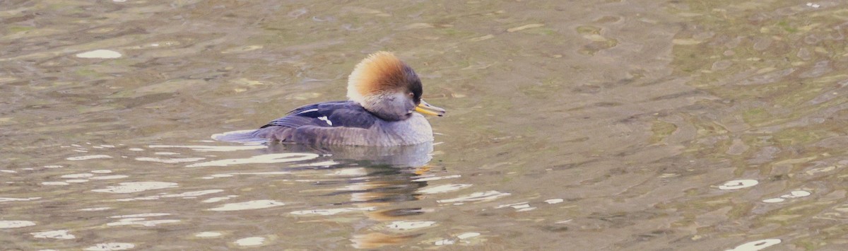 hjelmfiskand - ML646946636