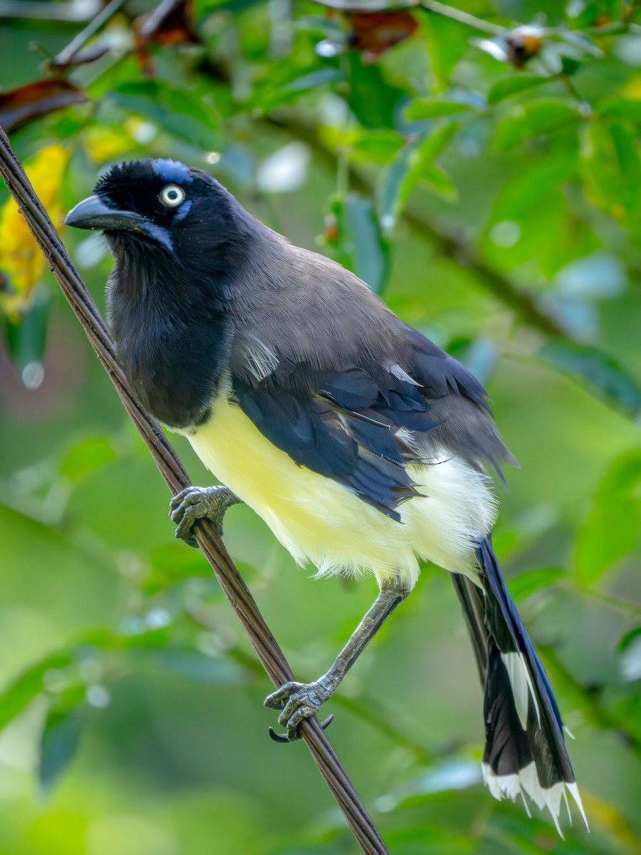 Black-chested Jay - ML646946637