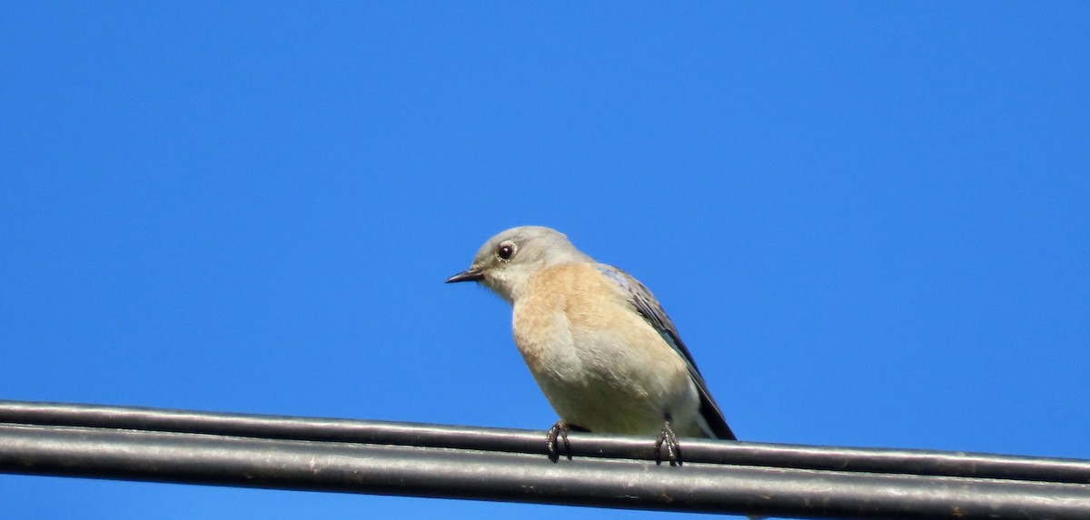 Western Bluebird - ML646946638