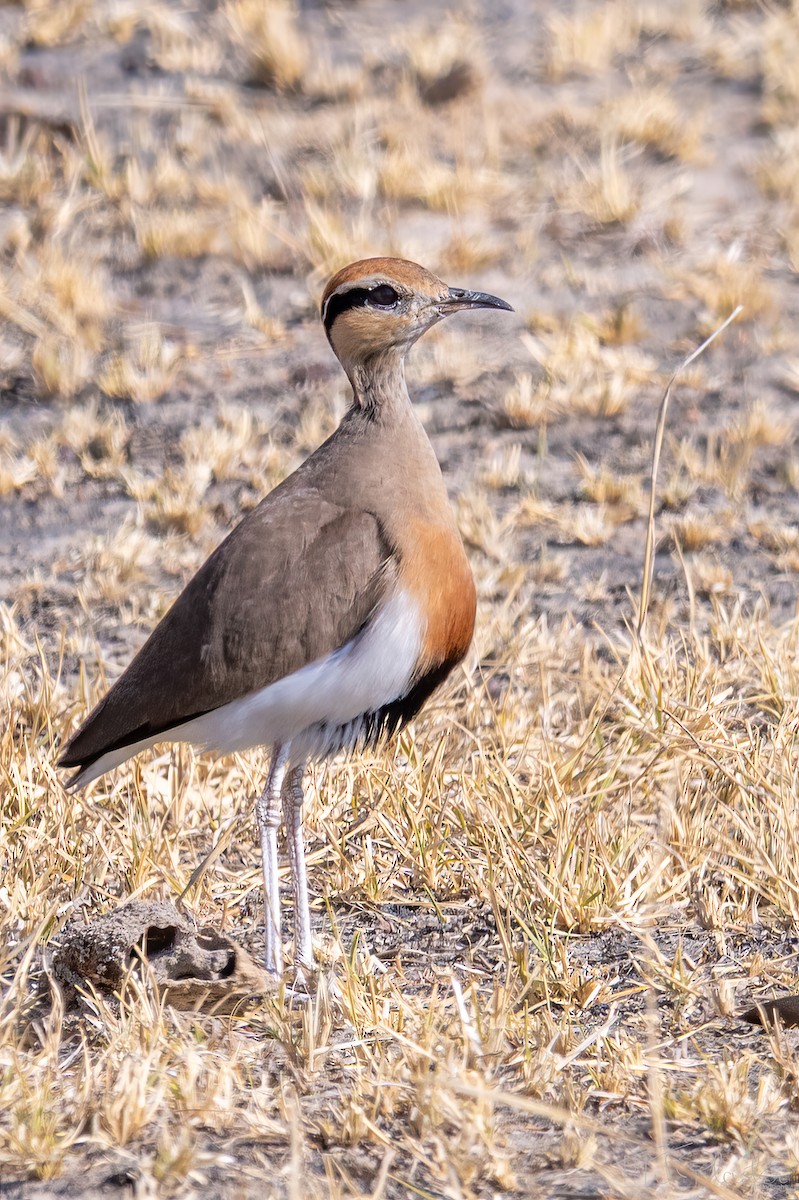 Courvite de Temminck - ML646946639