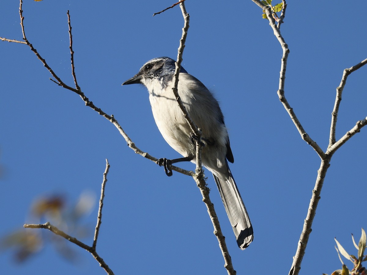 California Scrub-Jay - ML646946640