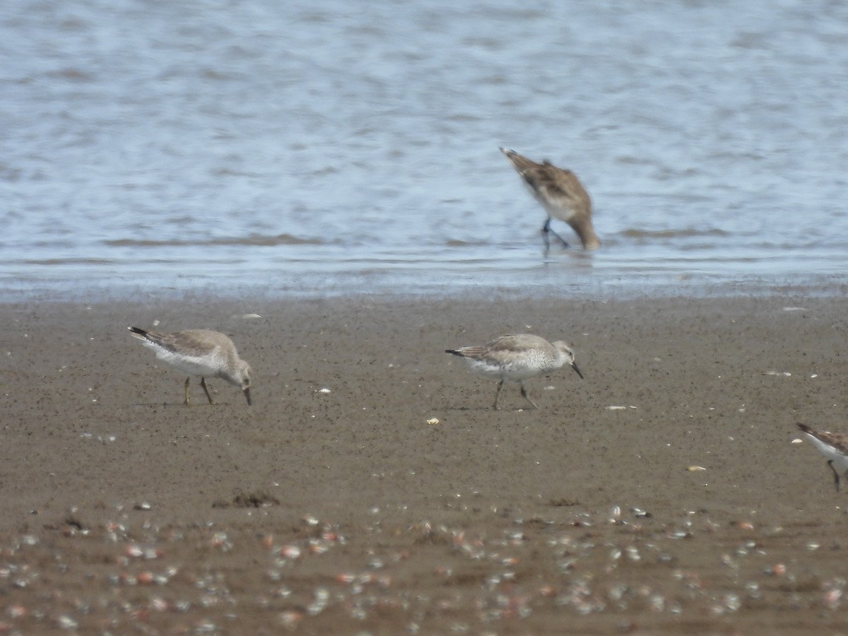 コオバシギ - ML646946646