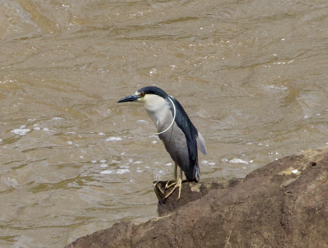 אנפת לילה - ML646946647