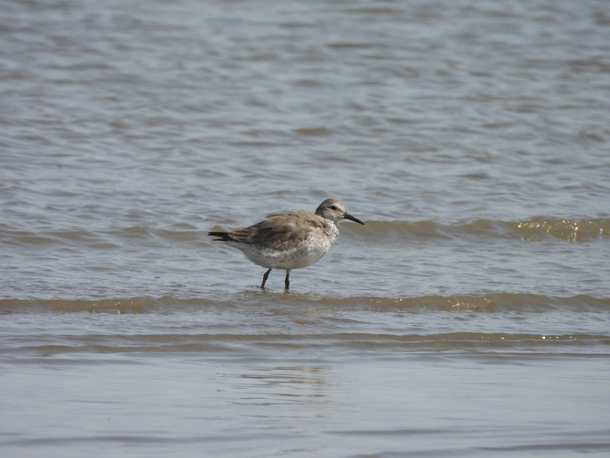 コオバシギ - ML646946648