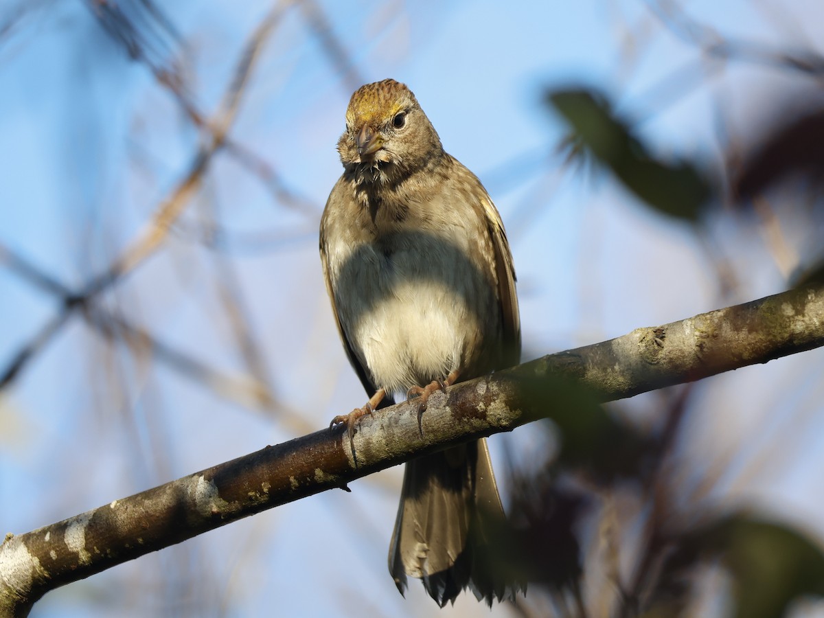 Golden-crowned Sparrow - ML646946652