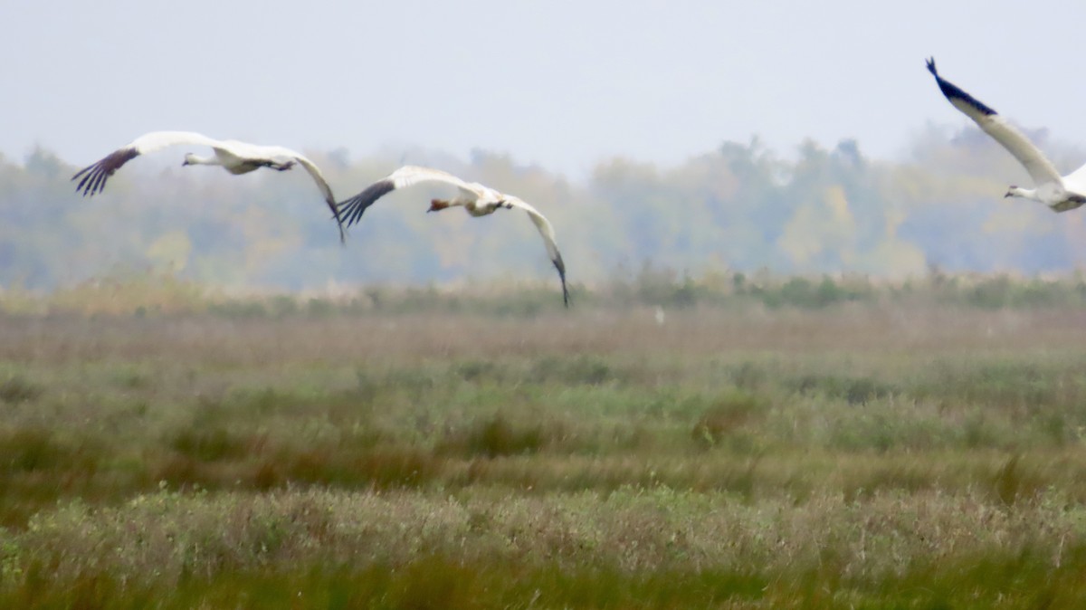 アメリカシロヅル - ML646946653