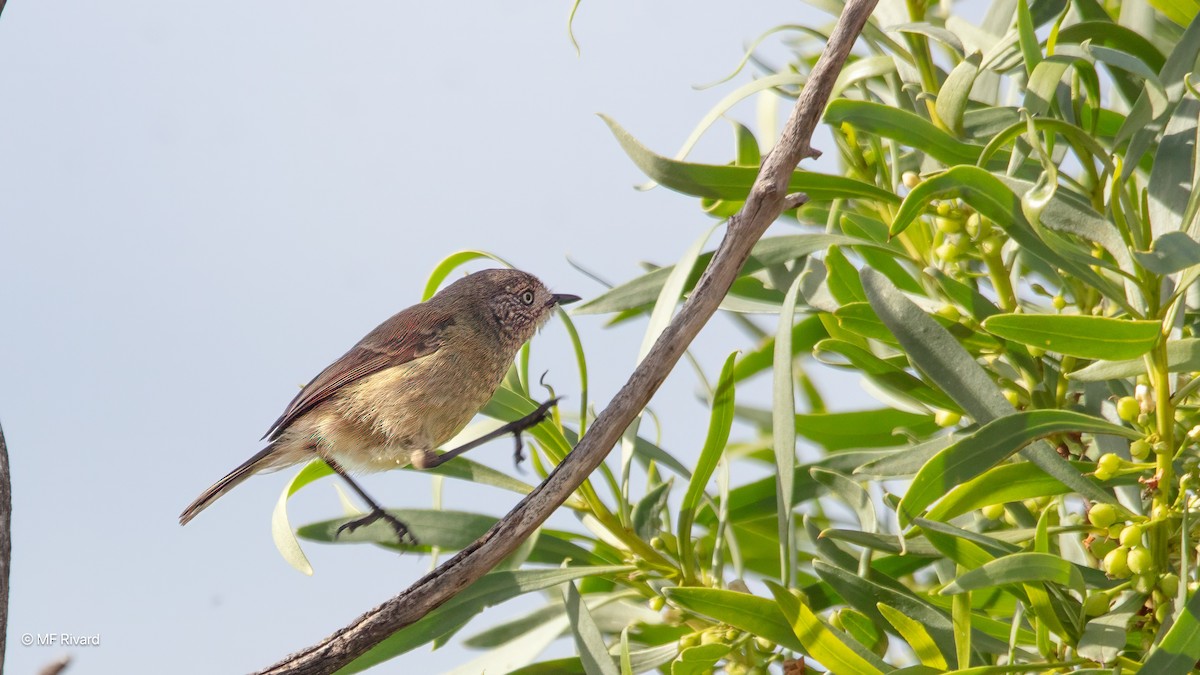 Slender-billed Thornbill - ML646946656