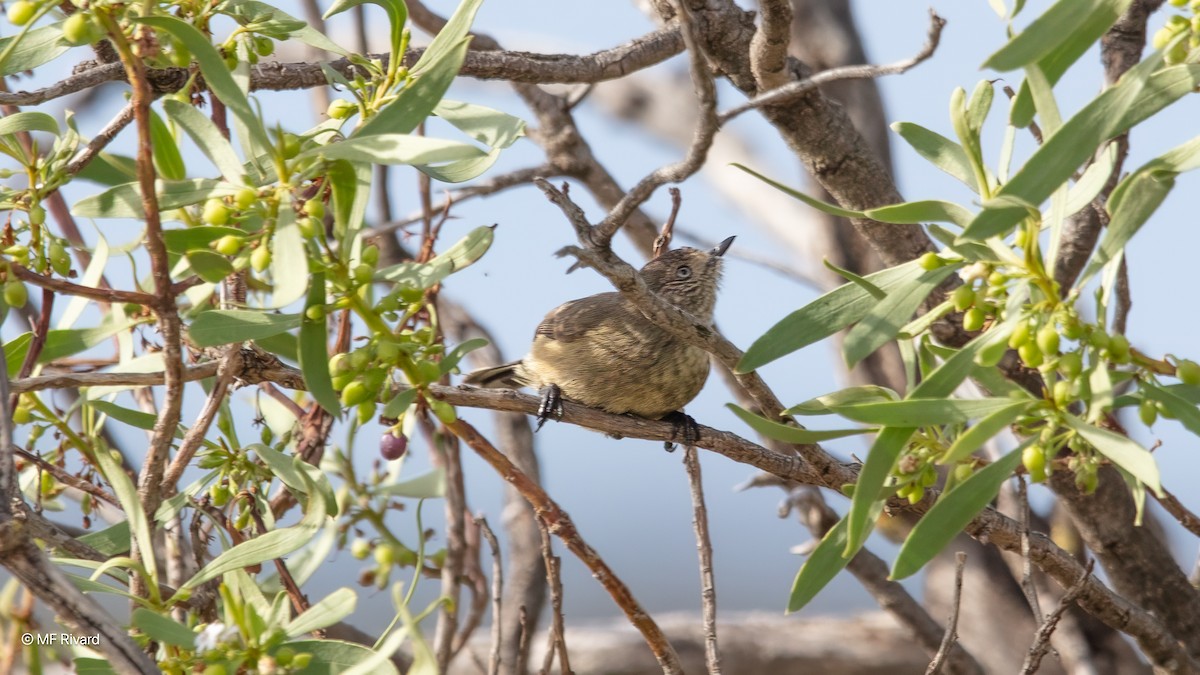 Slender-billed Thornbill - ML646946657