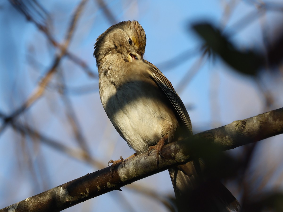 Golden-crowned Sparrow - ML646946658