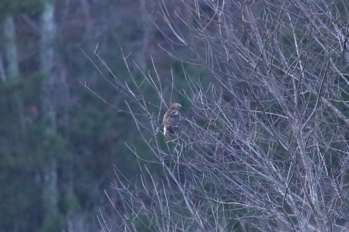 Red-tailed Hawk - ML646946659